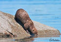 Lutra Canadensis